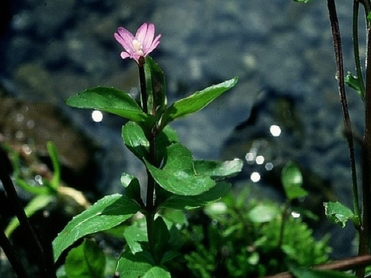Epilobium anagallidifolium (Onagraceae)
